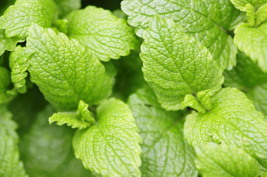 Lemon Balm.jpg